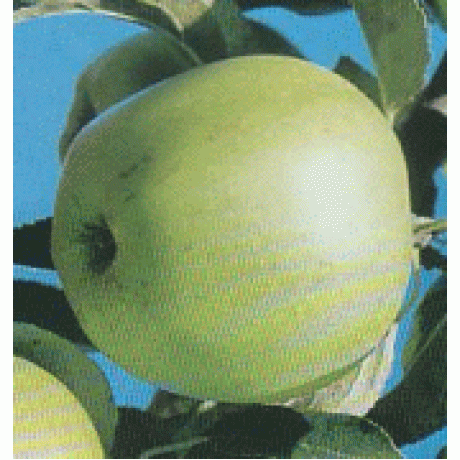 Golden Delicious jabloň zimná prostokorenná podpník M9