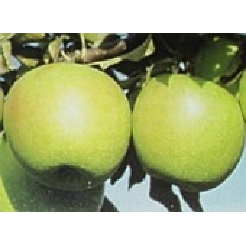 Granny Smith jabloň zimná zelená prostokorenná podpník MM106