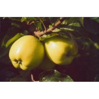 Heliodor jabloň jesenná rezistentná  prostokorenná