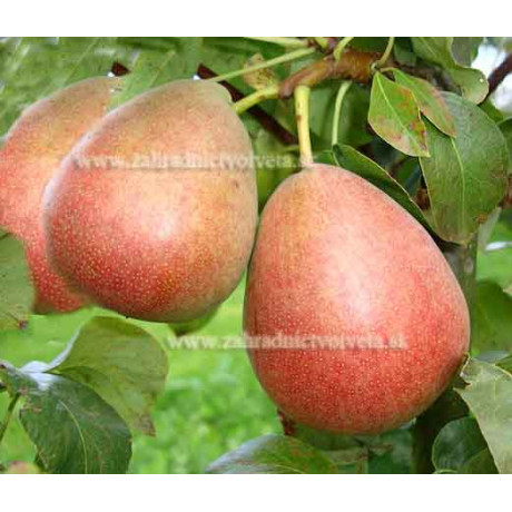 NORDHAUSER WINTERFORELLE hruška zimná