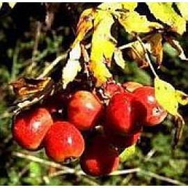 Oskoruša jablčková štepená  kontajner C7L / 150-20..