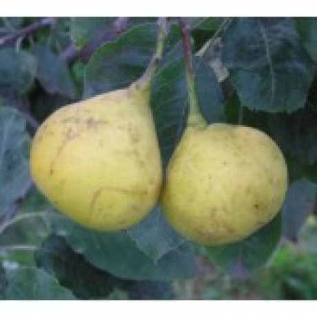 Sorbopyrus (Tatarova hruška)