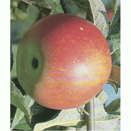 Idared jabloň zimná tmavočervená prostokorenná podpník MM106