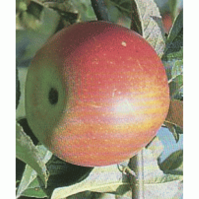 Idared jabloň zimná tmavočervená prostokorenná podpník M26