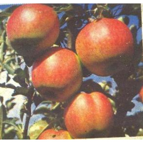 Coxova Reneta jabloň zimná prostokorenná
