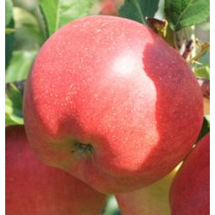 Galiwa jabloň jesenná rezistentná kontajnerovaná
