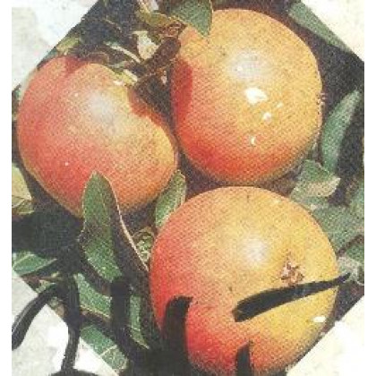 Piflora jabloň skorá zimná kontajner C7.5