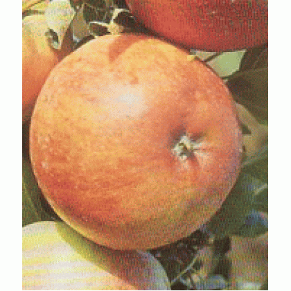 James Grieve Red jabloň jesenná proistokorenná