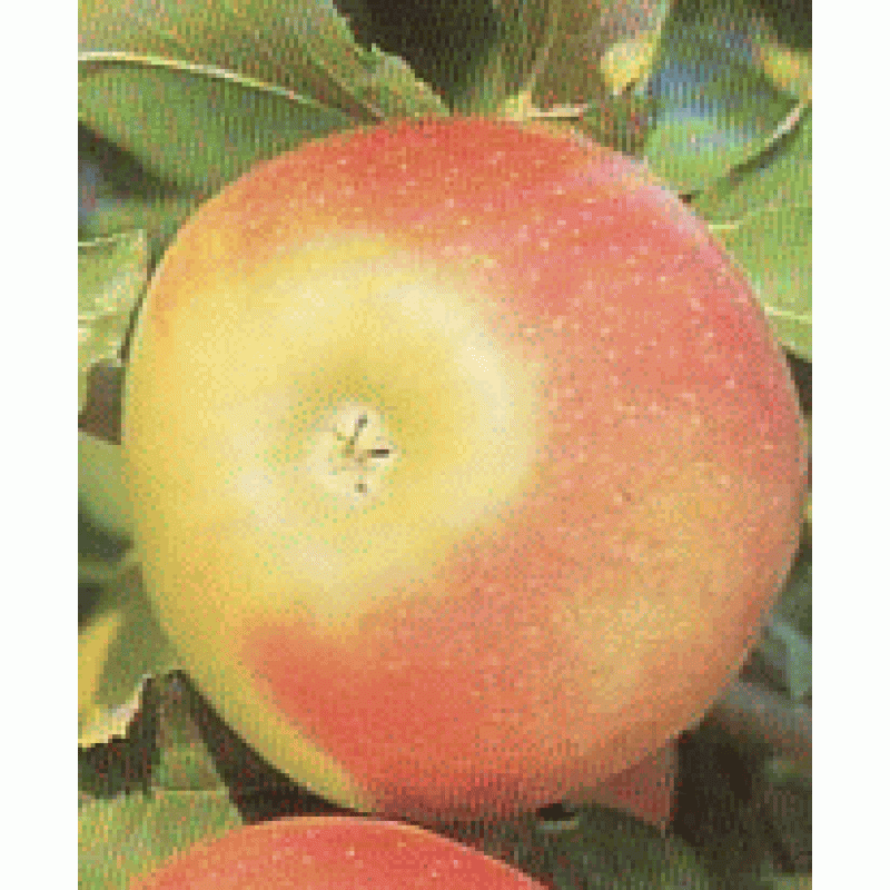 Jonagold jabloň zimná odolná prostokorenná podpník MM106