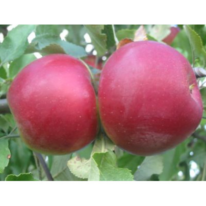 Jonathan zimná jabloň aromatická prostokorenná podpník M26
