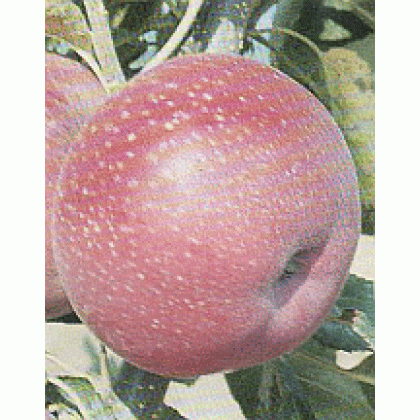 Júlia jabloň letná červená