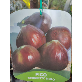 Brogiotto Nero Ficus carica figovník kontajner C2L..