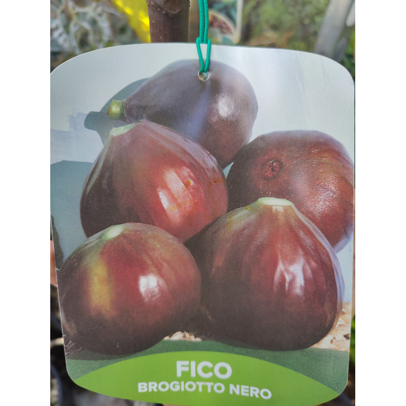 Brigiotto Nero Ficus carica figovník kontajner C7,5