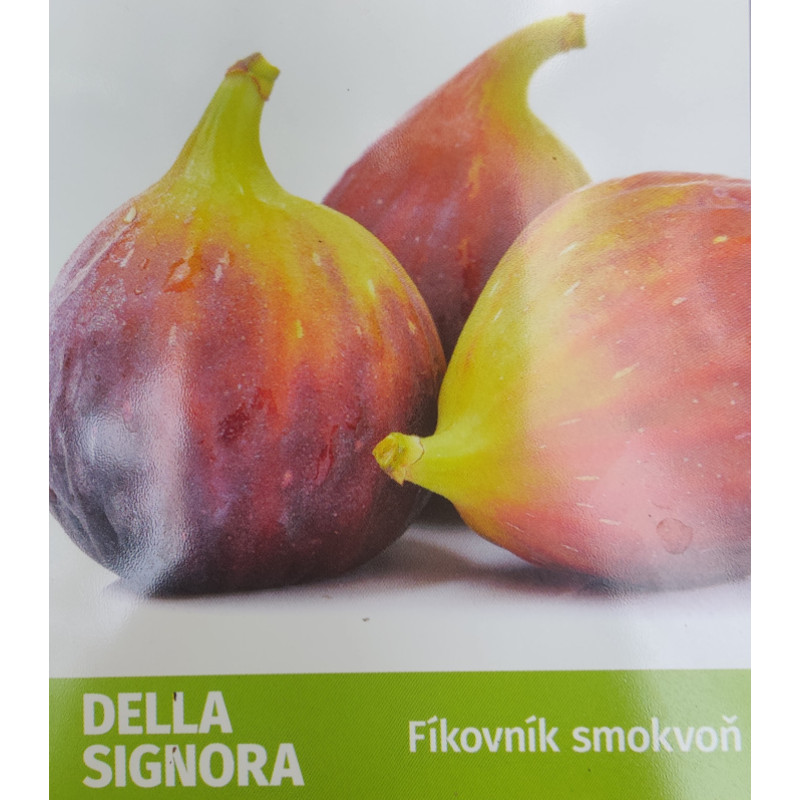 Della Signora Ficus carica figovník kontajner C2