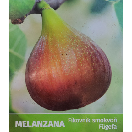 Melanzana Ficus carica figovník kontajner C2