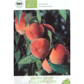 Aroma Spur stĺpová broskyňa kontajner C7,5L