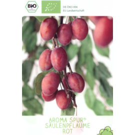 Aroma Spur slivka stĺpová kontajner C7,5L