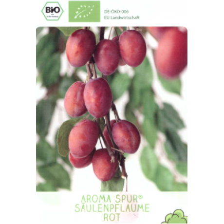 Aroma Spur slivka stĺpová kontajner C7,5L