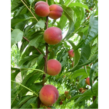 Dixired broskyňa samoopelivá prostokorenná podpník semenáč