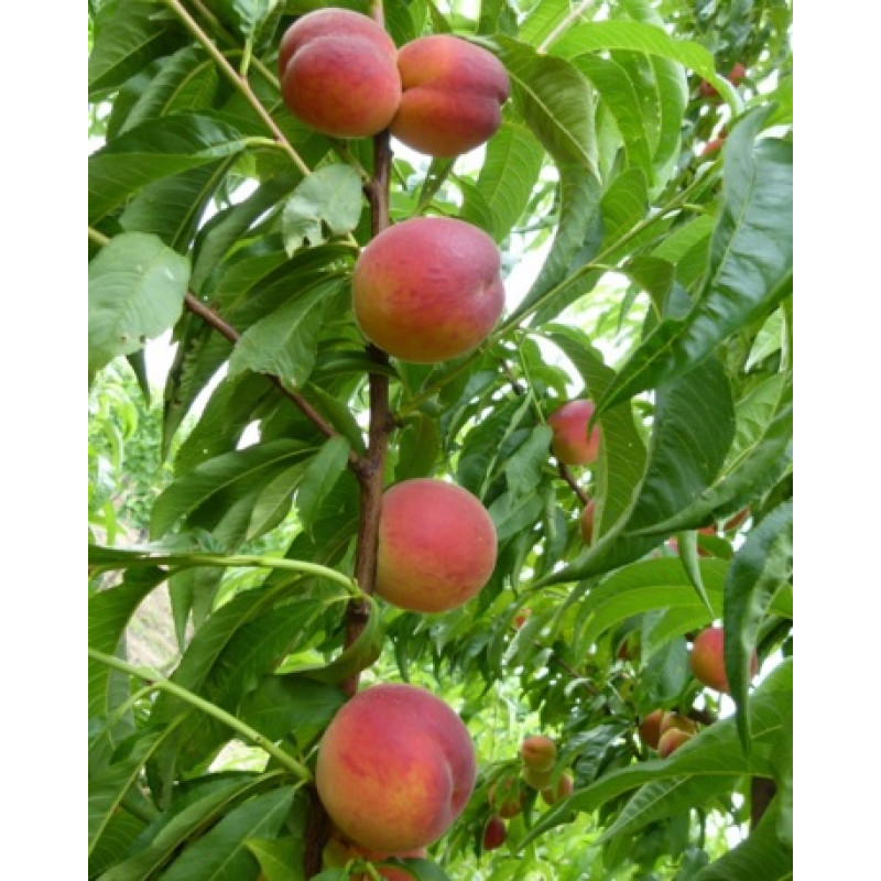 Dixired broskyňa samoopelivá prostokorenná podpník semenáč