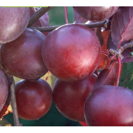 Simka slivka japonská plum prostokorenná podpník myrobalán