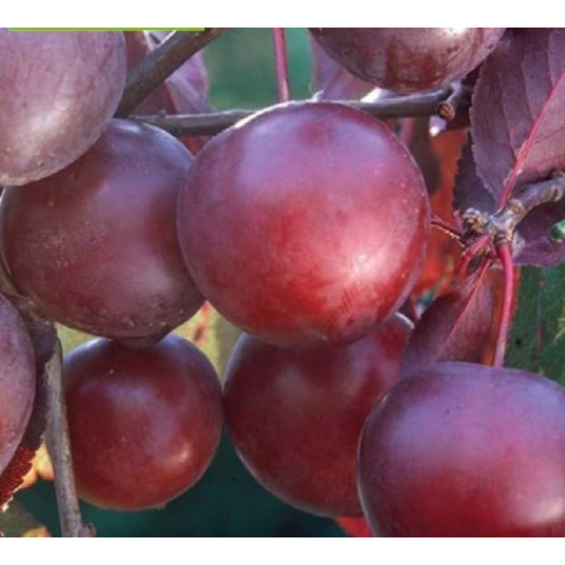 Simka slivka japonská plum prostokorenná podpník myrobalán