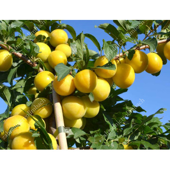 Gek ruská slivka odolná podpník St.Julien prostokorenná