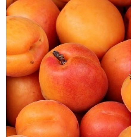 Marlen marhuľa skorá sladká prostokorenná podpník Myrobalán