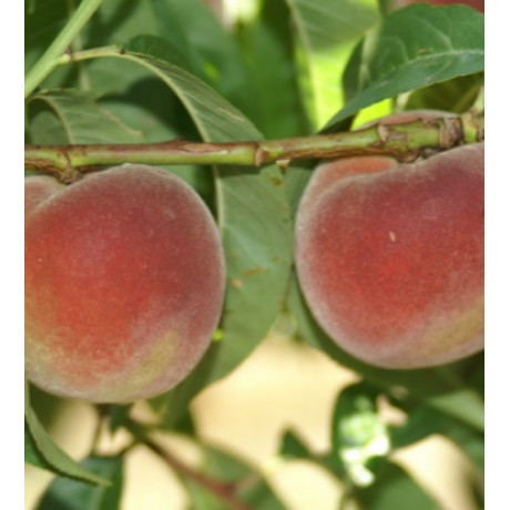 Redwin broskyňa letná červená