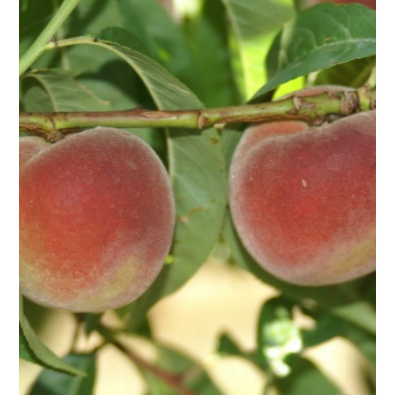 Redwin broskyňa letná červená