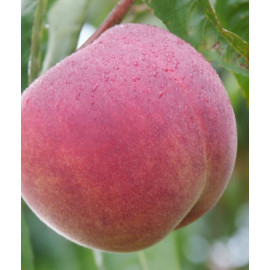 Symphonie broskyňa neskorá odolná prostokorenná po..