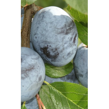 Tophit Plus slivka  neskorá rezistentná podpník St.Julien prostokorenná