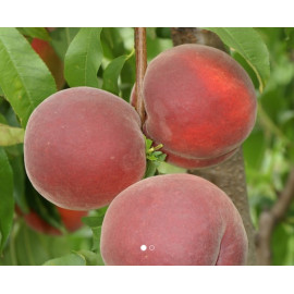 Vistarich broskyňa odolná letná podpník adesoto pr..