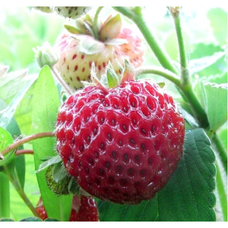 Malinojahoda Framberry stále rodiaca kontajner P9