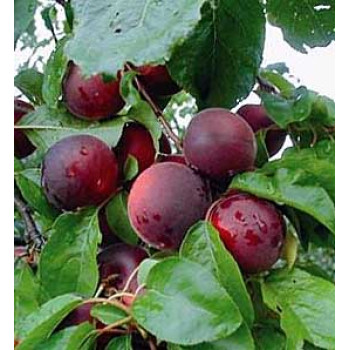 Aprikyra Čerešňa marhuľa kríženec cherrykose podpník myrobalán prostokorenná
