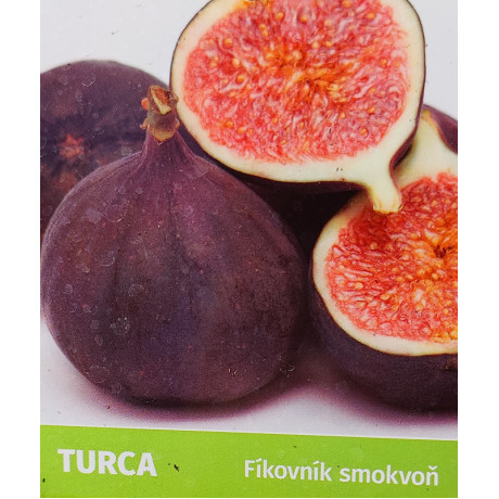 Turca Ficus carica figovník kontajner C2L