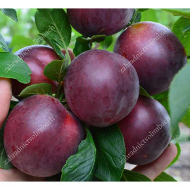 Globus marhuľo-slivka kríženec podpník St. julien ..