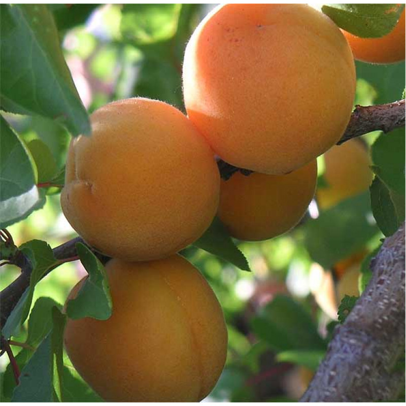 Rakovského marhuľa mrazuodolná prostokorenná podpník Myrobalán