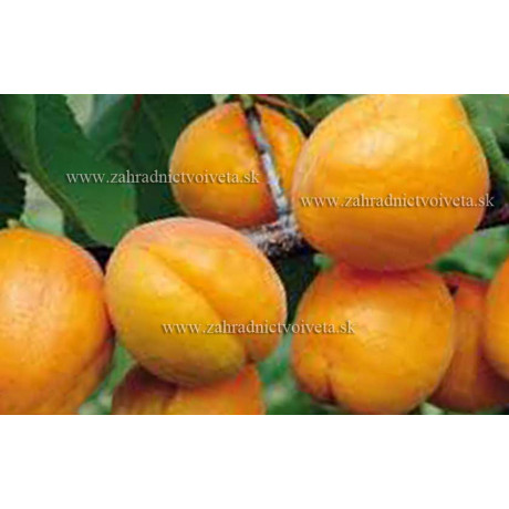 Velita marhuľa stredne skorá samoopelivá