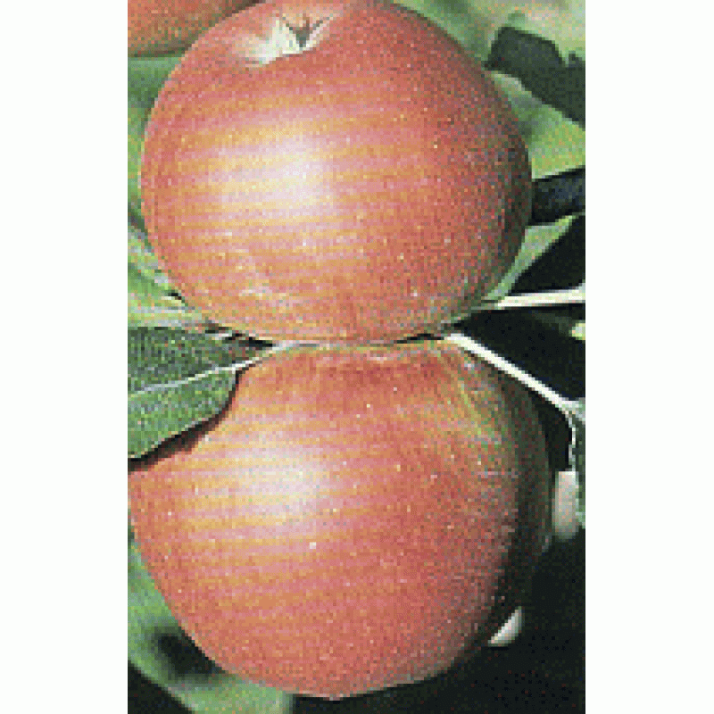 Melrose jabloň zimná prostokorenná podpník MM106