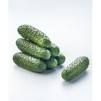 SV4097 CV F1 uhorka nakladačka hruboostná partenokarpická rezistentná veľmi skorá 100 semien