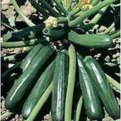 Ambassador F1 cuketa tmavozelena veľmi skorá rezistentná 100 semien