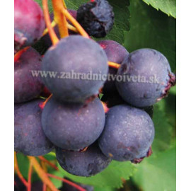 Honeywood  muchovník amelanchier aljašská čučoried..