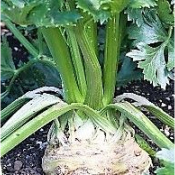 Apollo zeler buľvový obrovský výnosný skladovanie 5 g 