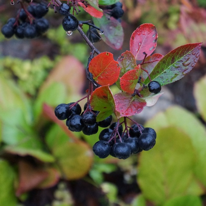 Hugin aronia ker samoopelivá kontajner C2