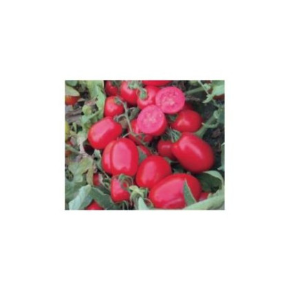 Aspen F1 Sargon F1 rajčiak kríčkový všestranný spoľahlivý odolný výkyvom teplôt 1 000 semien 