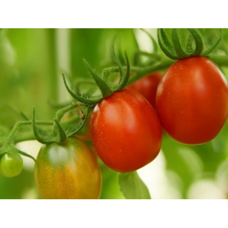 Asterix paradajka kríková výnimočne chutná úrodná odolná 5000 semien