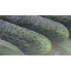 Barytone F1 uhorky nakladačky bradavičnaté reziste..