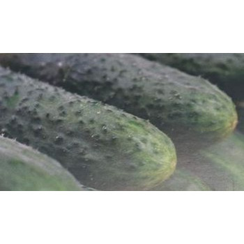 Barytone F1 uhorky nakladačky bradavičnaté rezistentné vysoko výnosné 250 semien