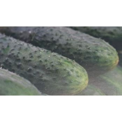 Barytone F1 uhorky nakladačky bradavičnaté rezistentné vysoko výnosné 250 semien